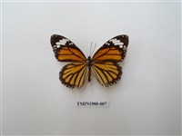 藏品(虎斑蝶)的圖片